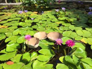 kampong lily pond